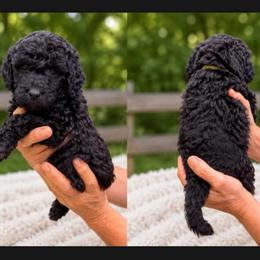 Raven - Black female Goldendoodle puppy in Jasper, Georgia from Harrington Doodles & Poodles