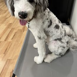 Aussiedoodle All Grown Up from Blu’s Aussiedoodles