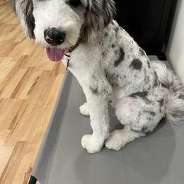 Aussiedoodle All Grown Up from Blu’s Aussiedoodles