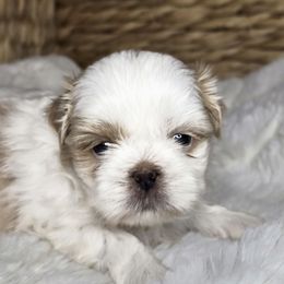 Clinton - Cream and white male Shih Tzu puppy in Mountain Grove, Missouri from Precious Puppies