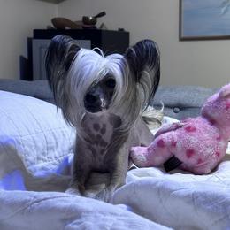 Aya - Chinese Crested