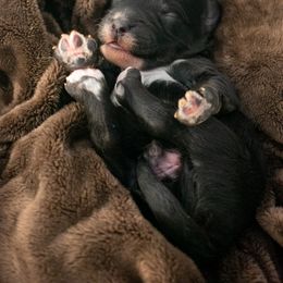 Black boy - Black male Goldendoodle puppy in Lafayette, Alabama from Sweethaven Kennels