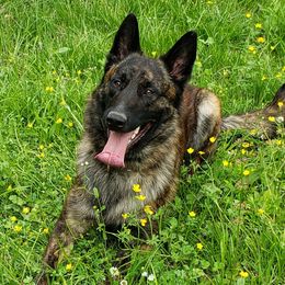 Thor - Dutch Shepherd