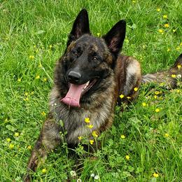 Thor - Dutch Shepherd
