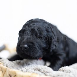 Red Collar - Black male Goldendoodle puppy in Sappington, Missouri from Doodle Me This Goldendoodles