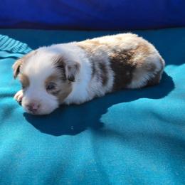 Walker - Red merle male Toy Australian Shepherd puppy in Forney, Texas from Texas Talent Toy Aussie's