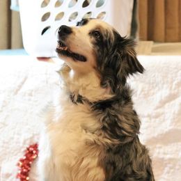 Galaxy - Australian Shepherd