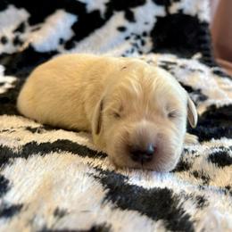 Tracker - Light golden male Golden Retriever puppy in Oregon from Bliss Retrievers