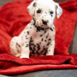 Hurricane - White and black male Dalmatian puppy in Cleveland, Texas from Arrowhead Dalmatians