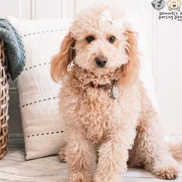 Greta - Goldendoodle