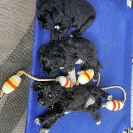 Portuguese Water Dog All Grown Up from Belladonna Farm Portuguese Water Dogs