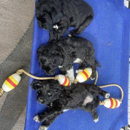 Portuguese Water Dog All Grown Up from Belladonna Farm Portuguese Water Dogs