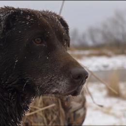 Labrador Retriever puppies from Cross Creek Kennels, Inc
