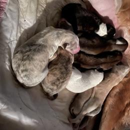 Borzoi Puppies from Rezance Borzoi