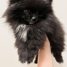 Boy 2 - Pomeranian puppy in California from Lovingly Pomeranians