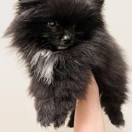 Boy 2 - Pomeranian puppy in California from Lovingly Pomeranians