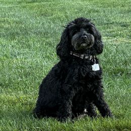 Australian Labradoodle Puppies from Tiny Treasures Australian Labradoodles