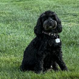 Australian Labradoodle Puppies from Tiny Treasures Australian Labradoodles