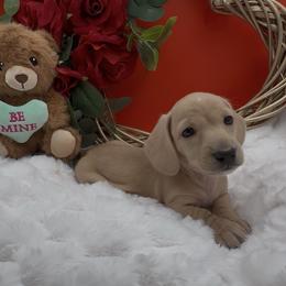 Mysteree Cream - Cream male Dachshund puppy in Woodland, California from Long Little Doggies
