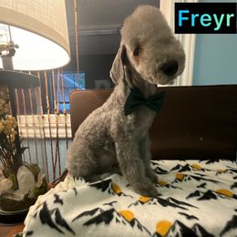 Bedlington Terrier Puppies from Dreamy Bedlingtons