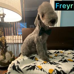 Bedlington Terrier Puppies from Dreamy Bedlingtons