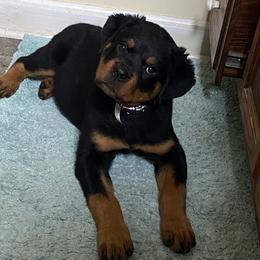 Rottweiler Puppies from Bella Bowe Champion Import Rottweilers
