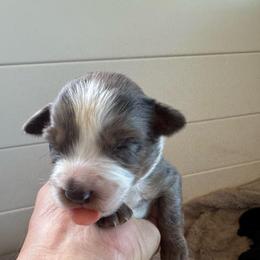 Magic - Blue merle male Toy Australian Shepherd puppy in Columbia Falls, Montana from Firefly Aussies & Aussiedoodles