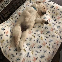 Golden Retriever Puppies from Sweeter Than Honey Golden Retrievers, LLC.