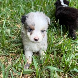Blue Merle Male - Blue merle male Toy Australian Shepherd puppy in Brashear, Texas from Double R farms