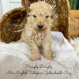 Humpty Dumpty - Apricot male Goldendoodle puppy in Grove, Oklahoma from Guinn Family Farms