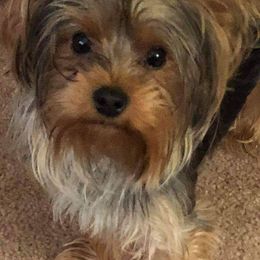 Yorkshire Terriers from Harmony Grace Yorkies LLC