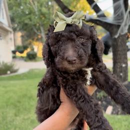 Labradoodle Puppies from Lovely Labradoodles