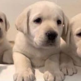 Boy 3 - Yellow Labrador Retriever puppy in Hutto, Texas from Texas Bluebonnet Labs
