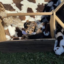 Nutmeg - Sable female Goldendoodle puppy in Yarnell, Arizona from Boulder Mountain Doodles