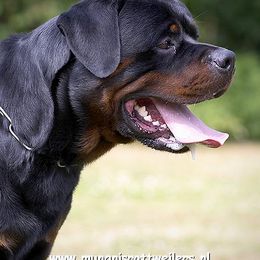 Rottweiler All Grown Up from Vom Wesburg Rottweilers