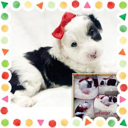 Peppermint - Black tri-color female Aussiedoodle puppy in Houston, Texas from Jomelkin Furry Pals