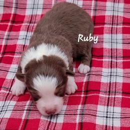 Ruby - Red tri female Miniature Australian Shepherd puppy in Waxhaw, North Carolina from Cane Creek Aussies