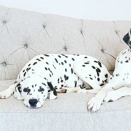 Dalmatians from BL Dalmatians