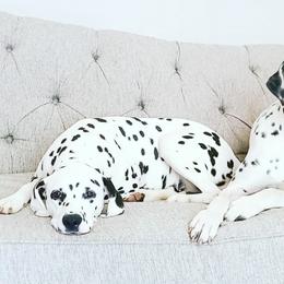 Dalmatians from BL Dalmatians