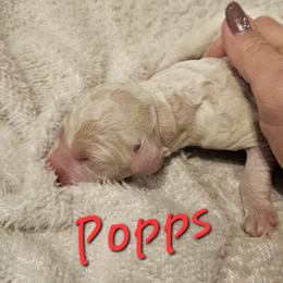 Popps - Parti male Goldendoodle puppy in Kansas City, Missouri from Poppy's Doodles