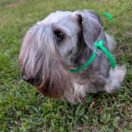 Joy - Cesky Terrier