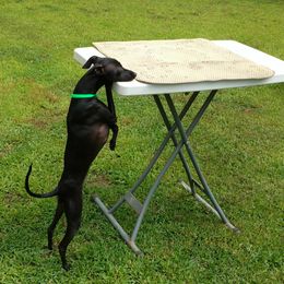 Italian Greyhound Puppies from Cave Canem Rex Italian Greyhounds