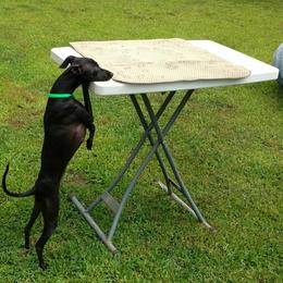 Italian Greyhound Puppies from Cave Canem Rex Italian Greyhounds