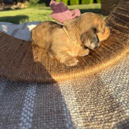 Cream dapple longhair female - Dapple female Dachshund puppy in Manteca, California from Sweet and Low Dachshunds