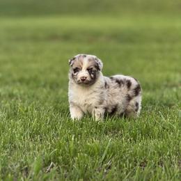 Pringles - Red merle female Australian Shepherd puppy in Argyle, Iowa from Country Time Kennels