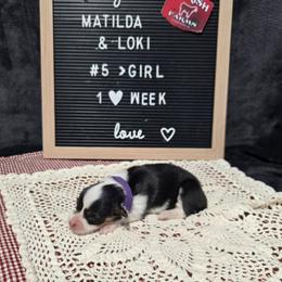 5 purple collar girl - Black and tan female Pembroke Welsh Corgi puppy in Harrisburg, Illinois from Parish Corgis