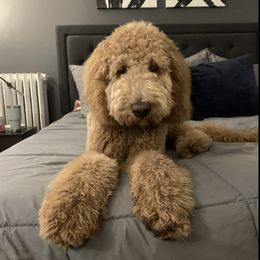 Bernedoodle and Goldendoodle All Grown Up from Kimberlee’s Kennels