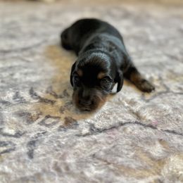 Nala - Black and tan female Dachshund puppy in Atchison, Kansas from Birkin’ Paws
