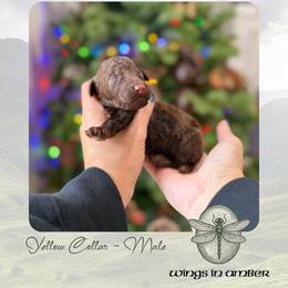Wings in Amber - Yellow Collar - Chocolate male Goldendoodle puppy in Garland, Texas from Twilight Doodles