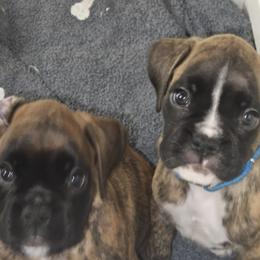 Boxer Puppies from Sanchez Boxers